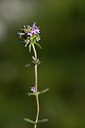 BUITEN BEELD Foto: 444535