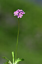 BUITEN BEELD Foto: 444547