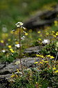 BUITEN BEELD Foto: 444555