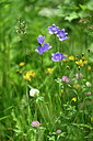 BUITEN BEELD Foto: 444567