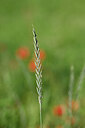 BUITEN BEELD Foto: 444599