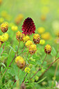 BUITEN BEELD Foto: 444605