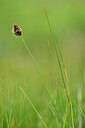 BUITEN BEELD Foto: 444616