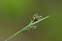 BUITEN BEELD Foto: 444620