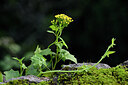 BUITEN BEELD Foto: 444633