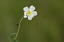 BUITEN BEELD Foto: 444637