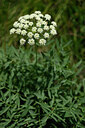 BUITEN BEELD Foto: 444638