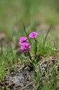 BUITEN BEELD Foto: 444640