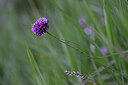 BUITEN BEELD Foto: 444647