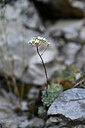 BUITEN BEELD Foto: 444648