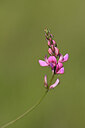 BUITEN BEELD Foto: 444649