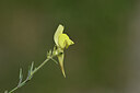 BUITEN BEELD Foto: 444662