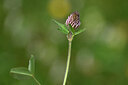 BUITEN BEELD Foto: 444665