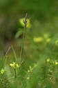 BUITEN BEELD Foto: 444673