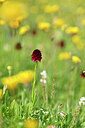 BUITEN BEELD Foto: 444678