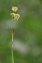 BUITEN BEELD Foto: 444679