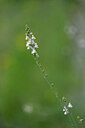BUITEN BEELD Foto: 444685
