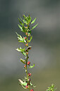 BUITEN BEELD Foto: 444687
