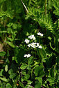 BUITEN BEELD Foto: 444689