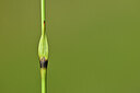 BUITEN BEELD Foto: 444696