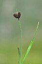 BUITEN BEELD Foto: 444712