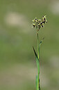 BUITEN BEELD Foto: 444737