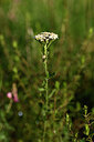 BUITEN BEELD Foto: 444740