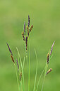 BUITEN BEELD Foto: 444750