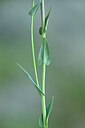 BUITEN BEELD Foto: 444752