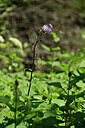 BUITEN BEELD Foto: 444759