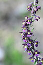 BUITEN BEELD Foto: 444766