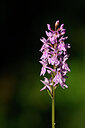 BUITEN BEELD Foto: 444768