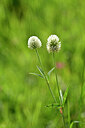 BUITEN BEELD Foto: 444771