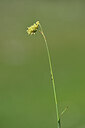 BUITEN BEELD Foto: 444788