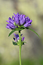 BUITEN BEELD Foto: 444795