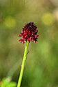 BUITEN BEELD Foto: 444798
