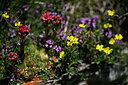 BUITEN BEELD Foto: 444804
