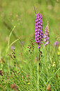 BUITEN BEELD Foto: 444810