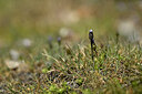 BUITEN BEELD Foto: 444816