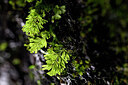 BUITEN BEELD Foto: 444818