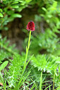 BUITEN BEELD Foto: 444819