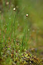 BUITEN BEELD Foto: 444821
