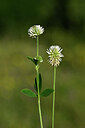 BUITEN BEELD Foto: 444824
