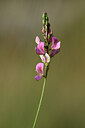 BUITEN BEELD Foto: 444830