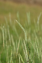BUITEN BEELD Foto: 444846