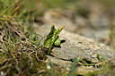 BUITEN BEELD Foto: 444850