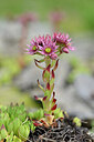 BUITEN BEELD Foto: 444852