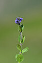 BUITEN BEELD Foto: 444855