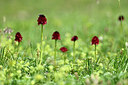 BUITEN BEELD Foto: 444859
