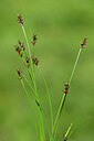 BUITEN BEELD Foto: 444862